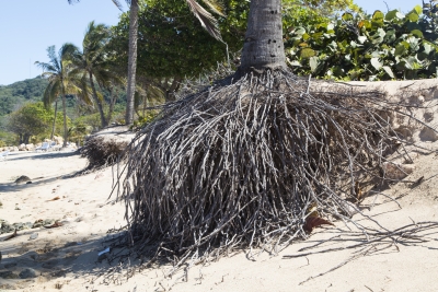 Palmun juurella